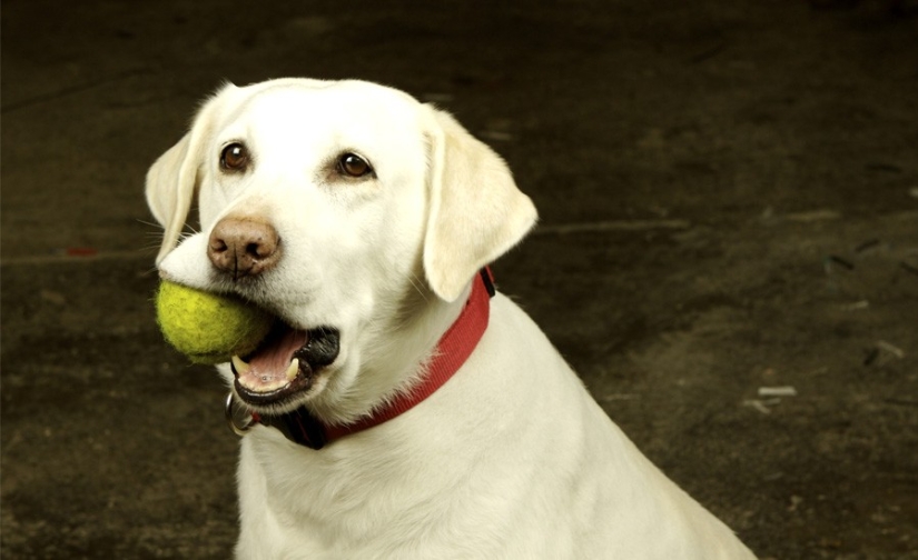 10 life hacks that every dog owner should know 10 life hacks that every dog owner should know