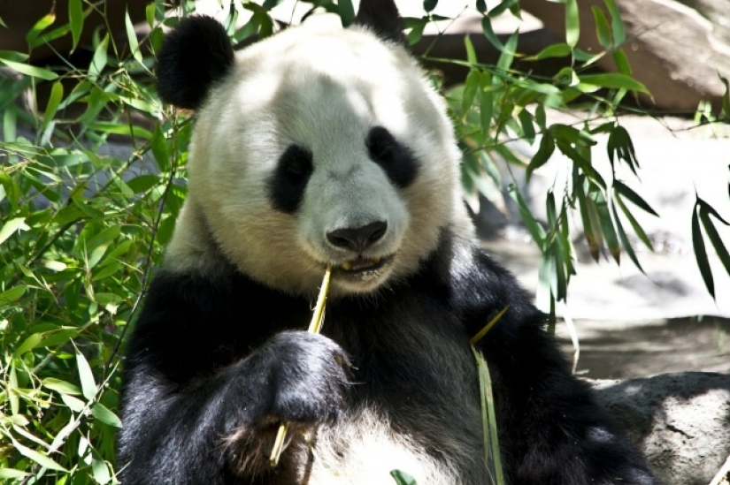 10 lindos animales que pueden matarte