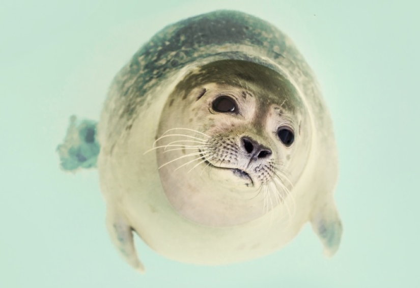 10 lindos animales que pueden matarte