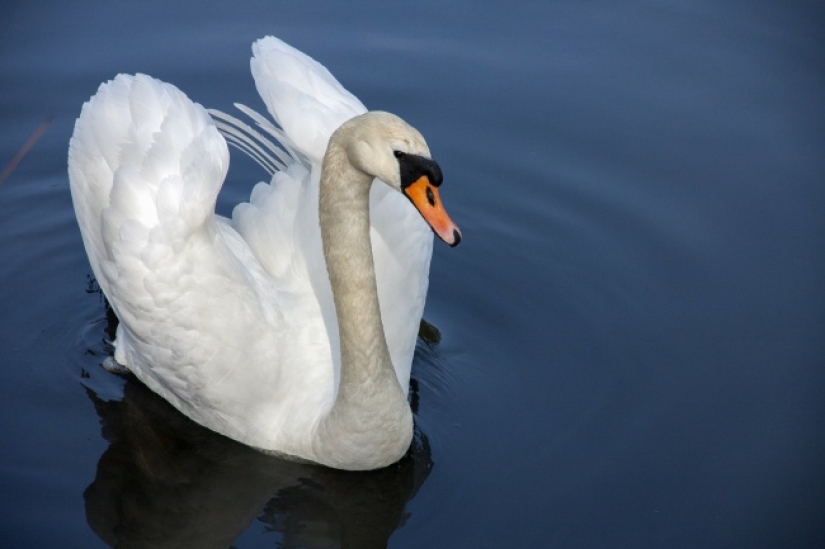 10 lindos animales que pueden matarte