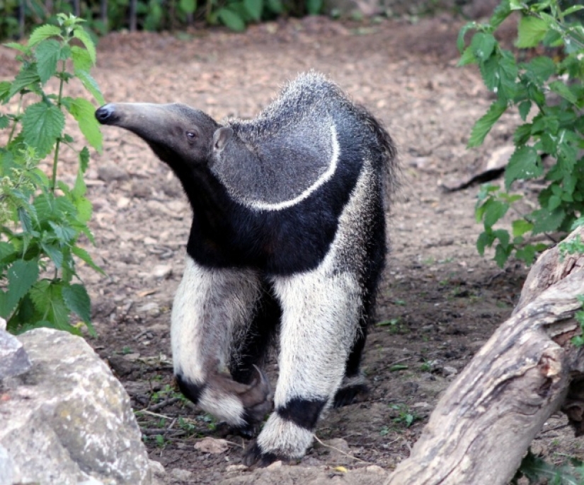 10 lindos animales que pueden matarte