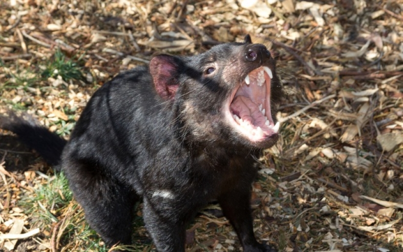 10 lindos animales que pueden matarte
