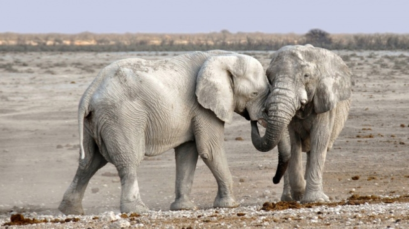 10 lindos animales que pueden matarte