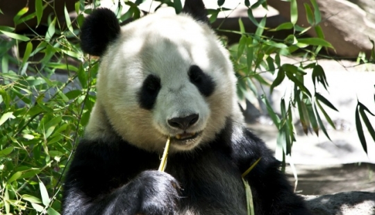 10 lindos animales que pueden matarte 10 lindos animales que pueden matarte