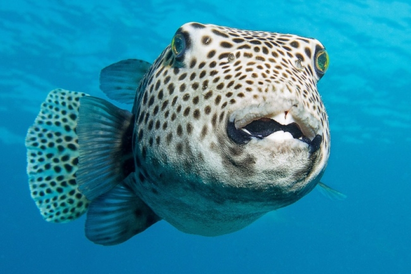 10 lindos animales que pueden matarte