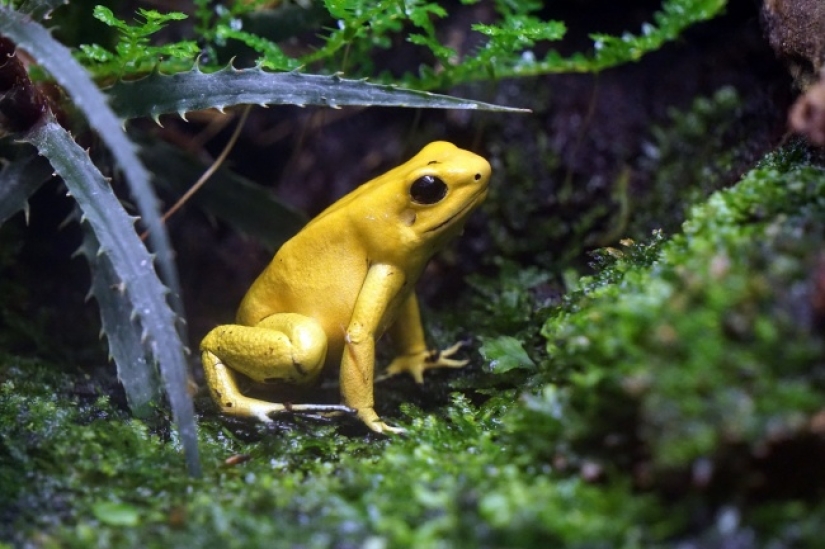 10 lindos animales que pueden matarte