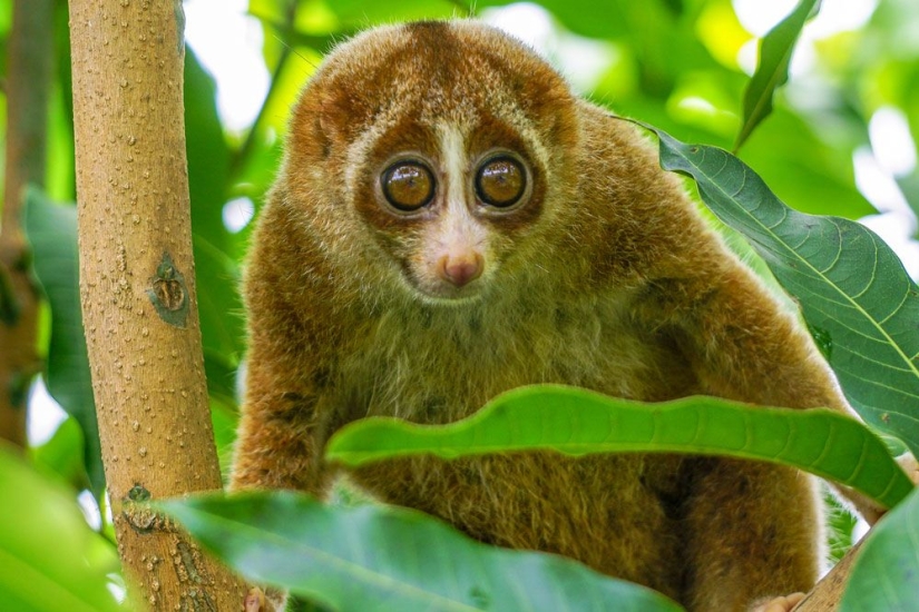 10 lindos animales que pueden matarte
