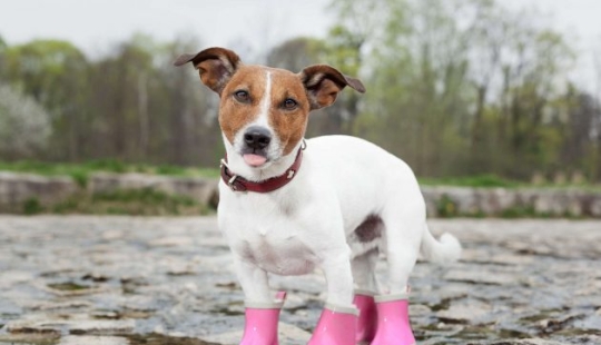 10 mitos sobre perros que debes dejar de creer