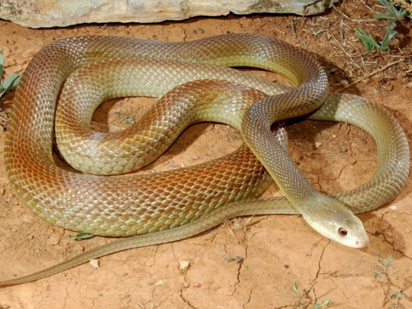 10 most dangerous snakes in the world 10 most dangerous snakes in the world