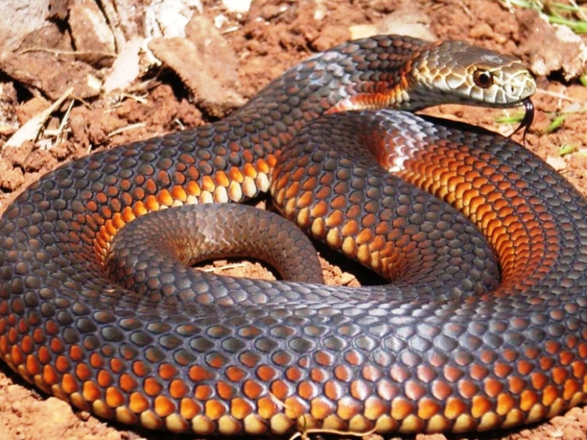 10 most dangerous snakes in the world 10 most dangerous snakes in the world