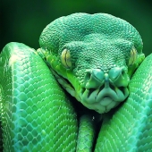 10 most dangerous snakes in the world 10 most dangerous snakes in the world