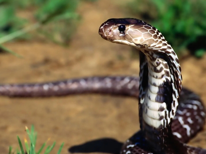 10 most dangerous snakes in the world 10 most dangerous snakes in the world