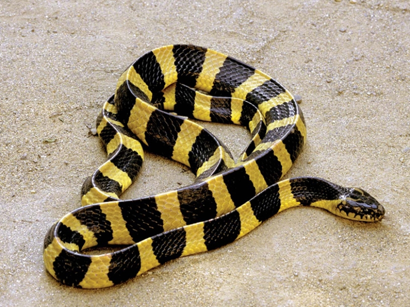 10 most dangerous snakes in the world 10 most dangerous snakes in the world