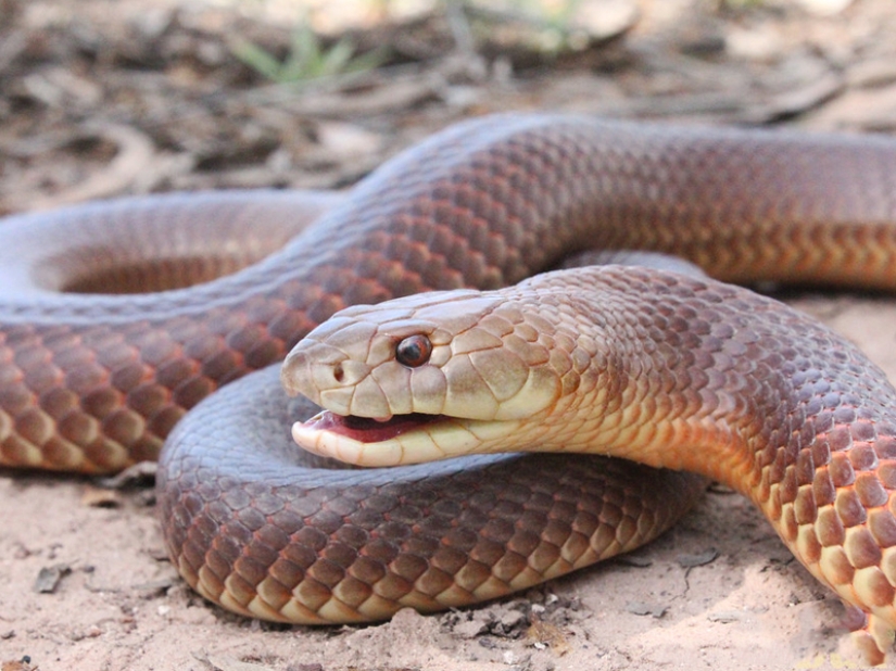 10 most dangerous snakes in the world 10 most dangerous snakes in the world