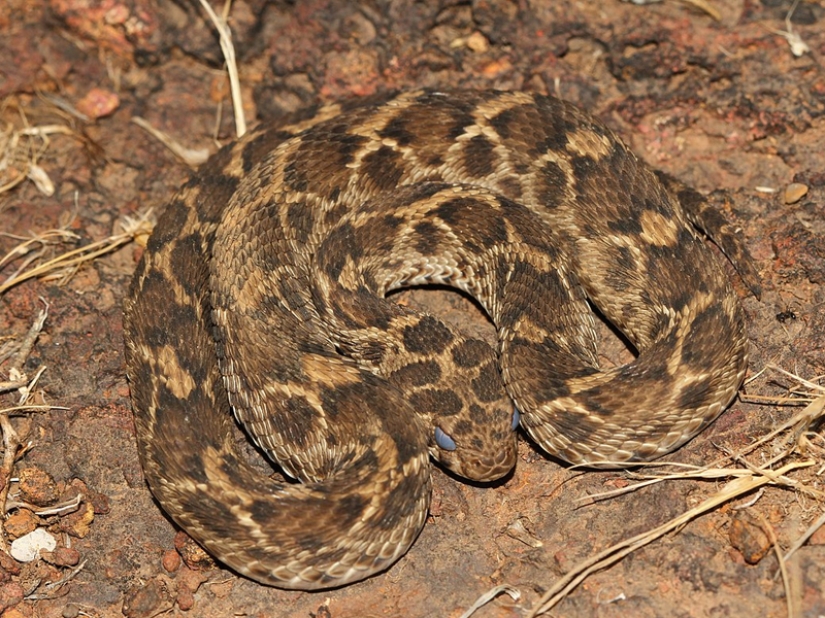 10 most dangerous snakes in the world 10 most dangerous snakes in the world