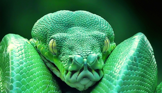 10 most dangerous snakes in the world 10 most dangerous snakes in the world