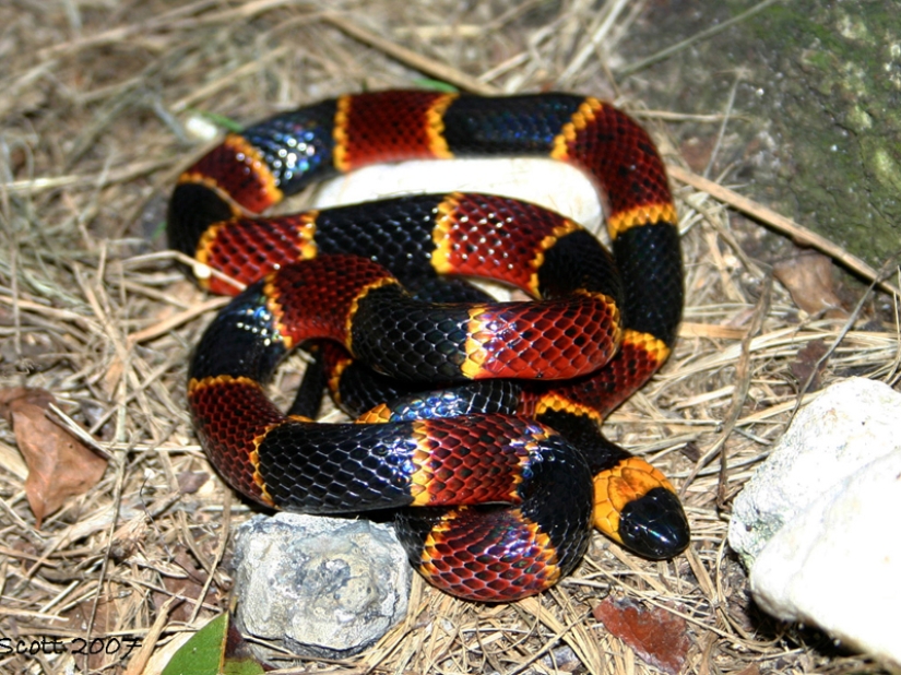 10 most dangerous snakes in the world 10 most dangerous snakes in the world