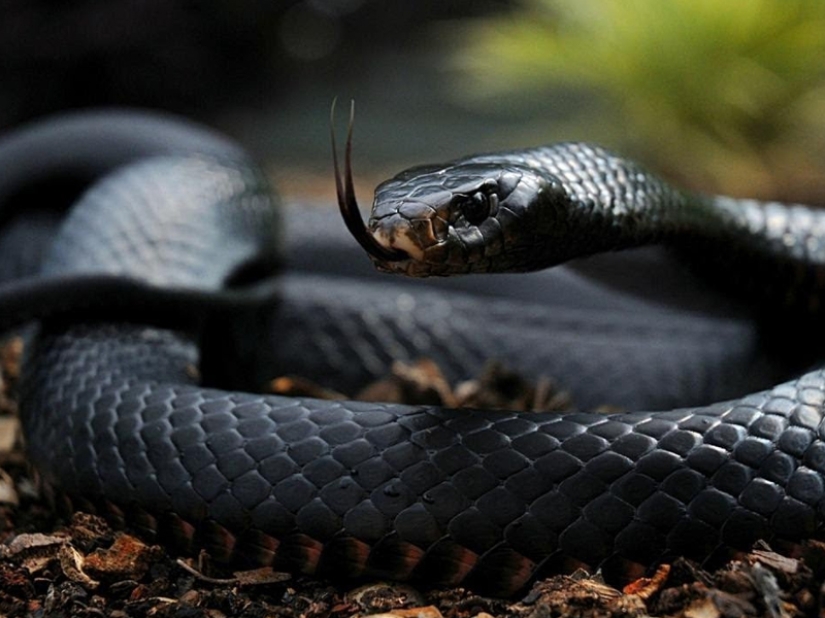 10 most dangerous snakes in the world 10 most dangerous snakes in the world