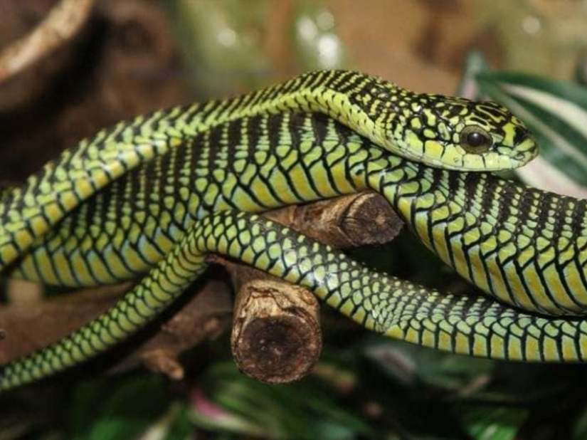 10 most dangerous snakes in the world 10 most dangerous snakes in the world