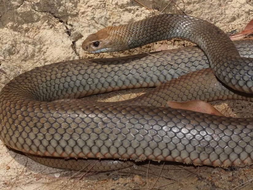 10 most dangerous snakes in the world 10 most dangerous snakes in the world