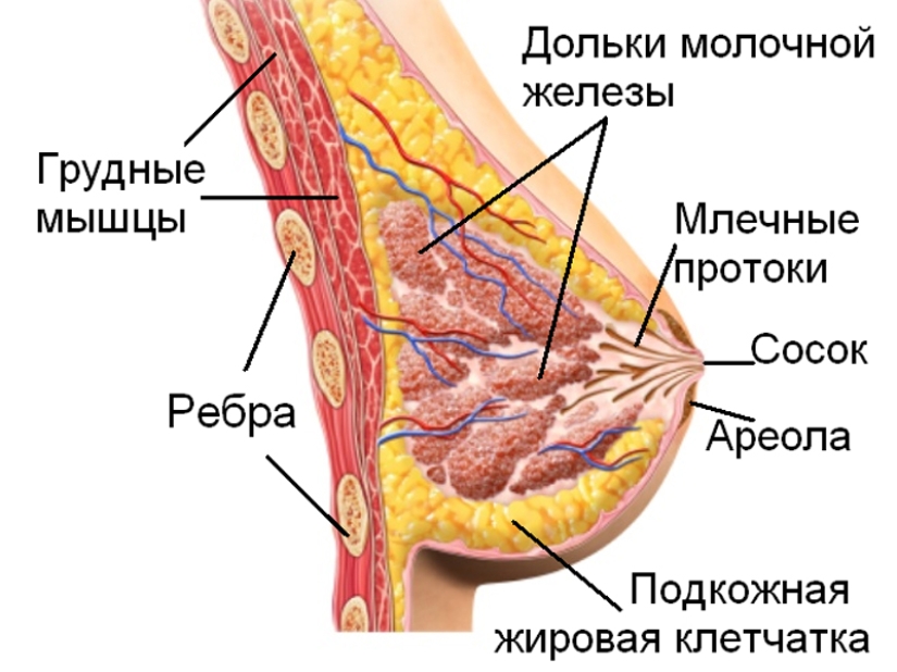 10 most entertaining facts about the female breast
