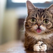 10 most popular pets on the internet 10 most popular pets on the internet