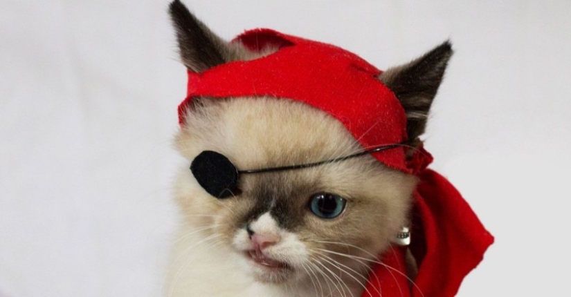 10 most popular pets on the internet