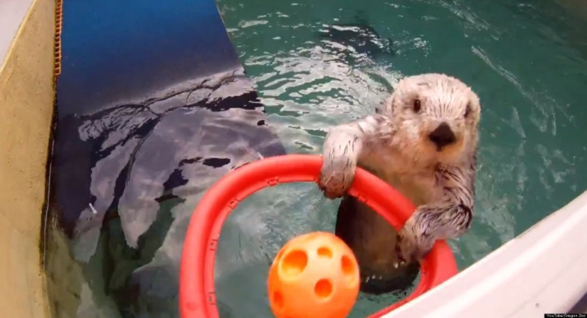 10 most popular pets on the internet