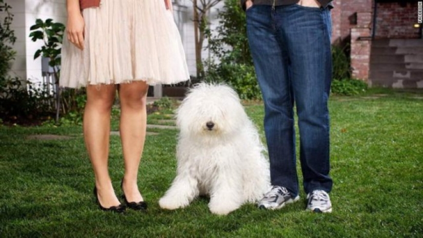 10 most popular pets on the internet