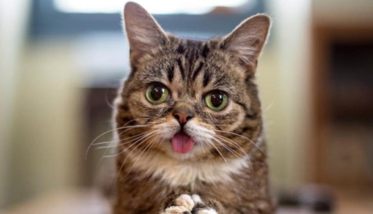 10 most popular pets on the internet