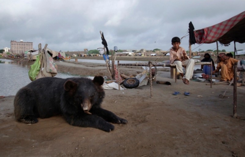 10 most unusual pets