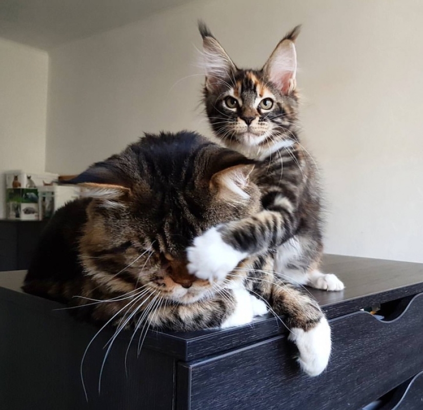 10 Photos That Explain Why The Internet Has Gone Crazy About Maine Coons