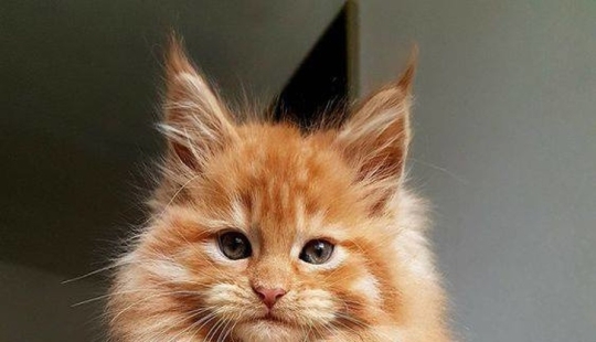 10 Photos That Explain Why The Internet Has Gone Crazy About Maine Coons