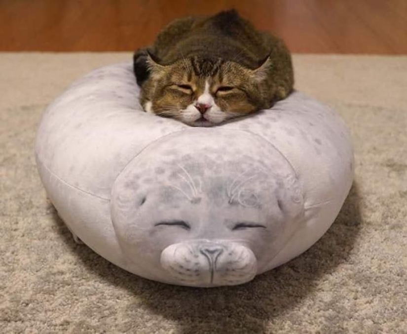 10 Photos That Prove Life With Cats Is An Adventure Full Of Love And Fun