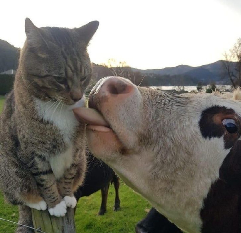 10 Photos That Prove Life With Cats Is An Adventure Full Of Love And Fun