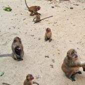 10 places where exotic animals live instead of pigeons 10 places where exotic animals live instead of pigeons