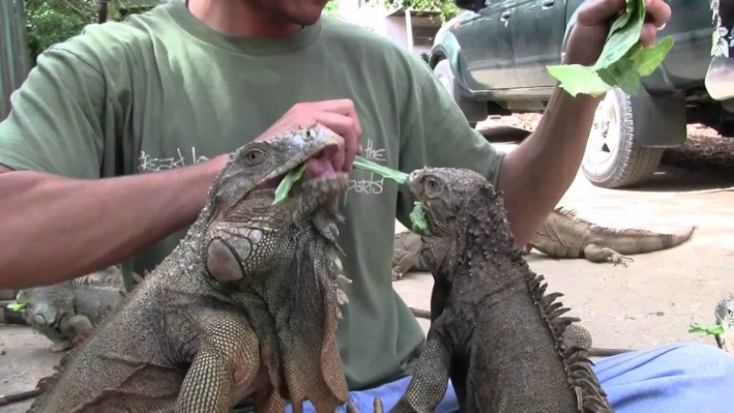 10 places where exotic animals live instead of pigeons 10 places where exotic animals live instead of pigeons