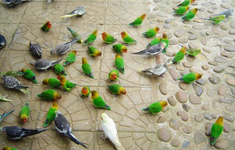 10 places where exotic animals live instead of pigeons 10 places where exotic animals live instead of pigeons