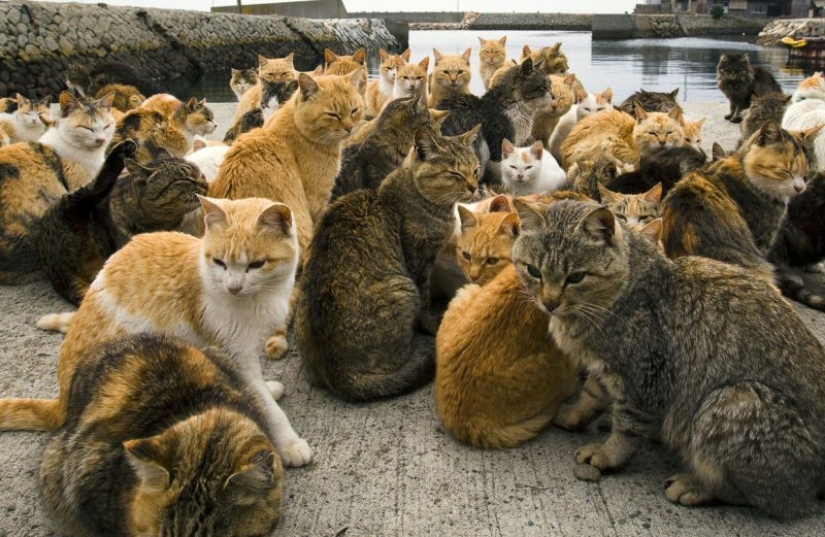 10 places where exotic animals live instead of pigeons 10 places where exotic animals live instead of pigeons