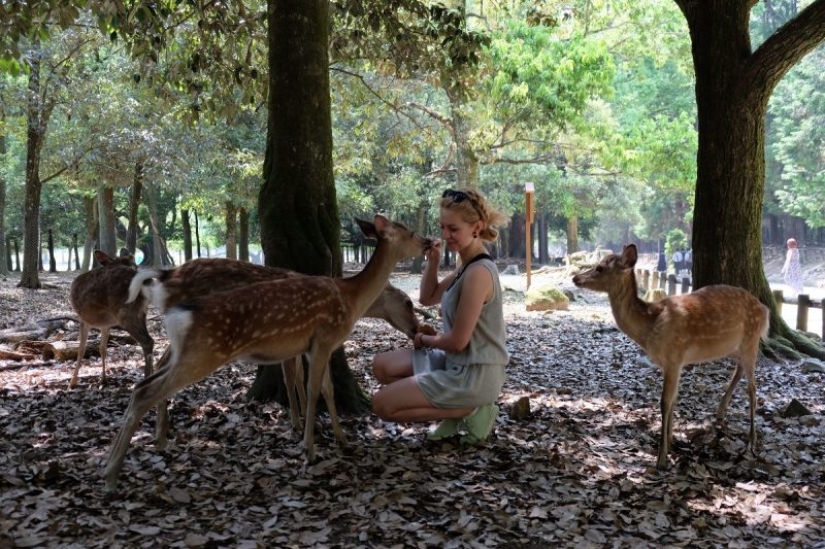 10 places where exotic animals live instead of pigeons 10 places where exotic animals live instead of pigeons