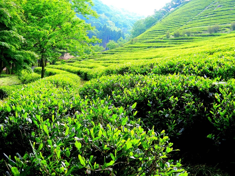 10 propiedades útiles del té verde