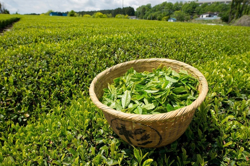 10 propiedades útiles del té verde