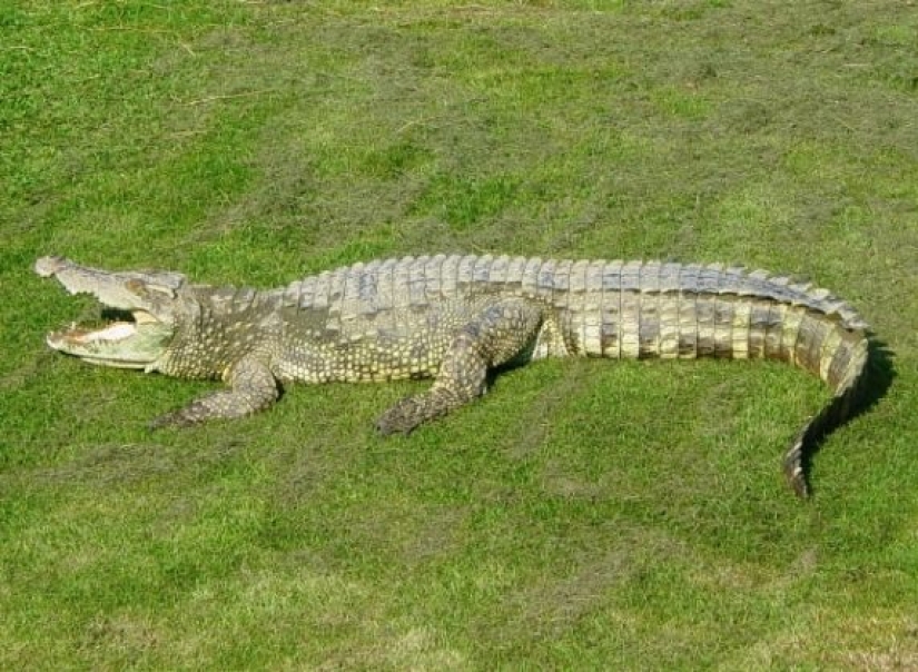 10 rare animals that are almost impossible to see in the wild