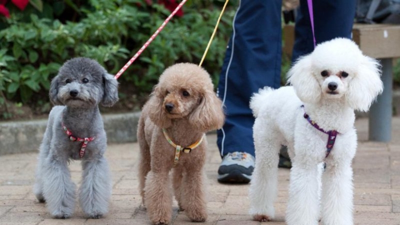10 razas de perros ¡Ideales para un departamento!