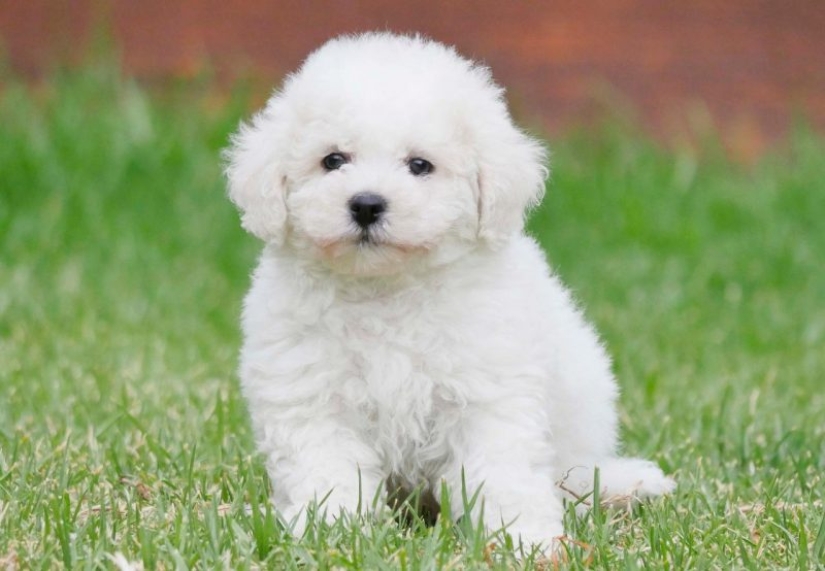 10 razas de perros ¡Ideales para un departamento!