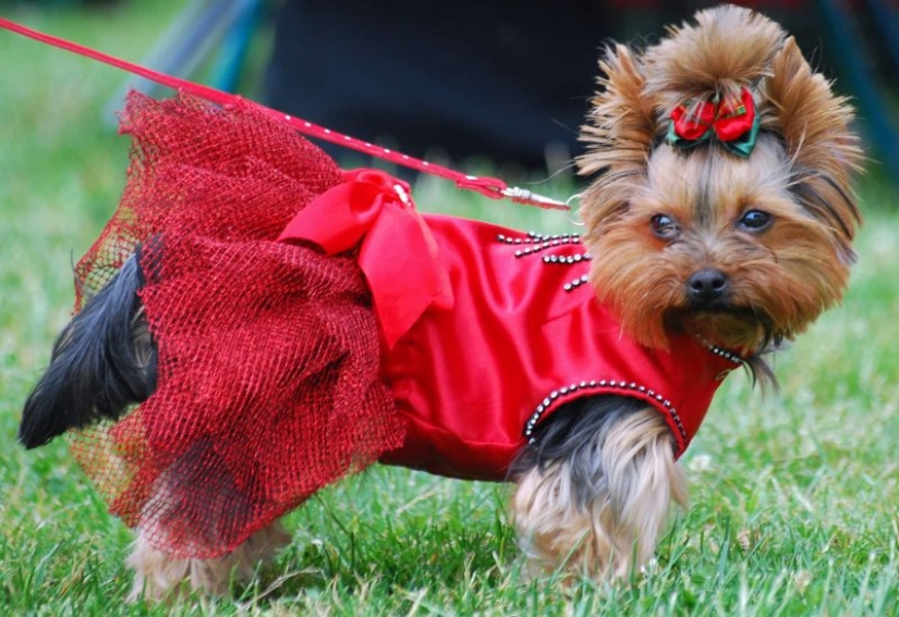 10 razas de perros ¡Ideales para un departamento!