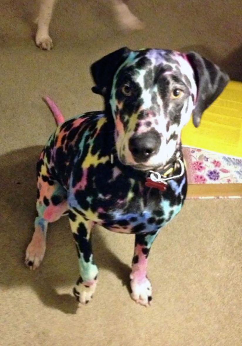 10 reasons not to leave children alone with pets