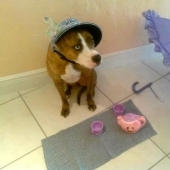 10 reasons not to leave children alone with pets