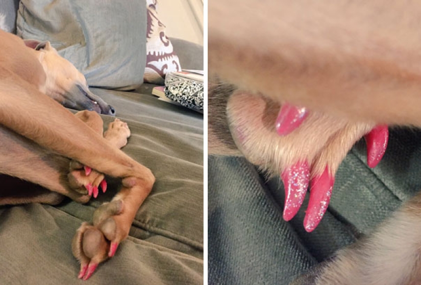 10 reasons not to leave children alone with pets