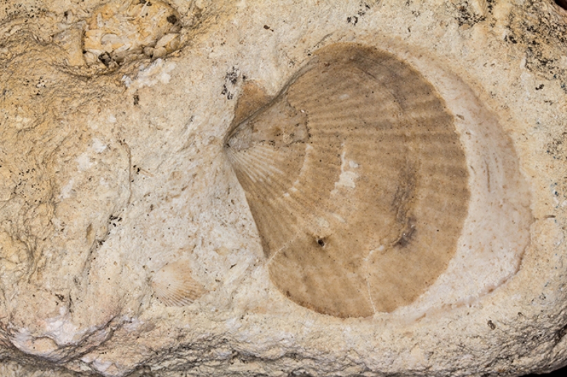 10 revolutionary ideas of Leonardo da Vinci